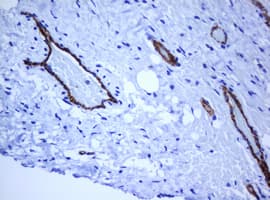 PECAM-1 / CD31 Antibody (clone OTI1F9)