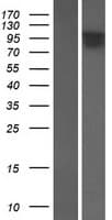 FAM179A Protein (Over-Expression Lysate Myc-DDK (Flag))