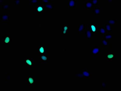 HIST1H3A Antibody