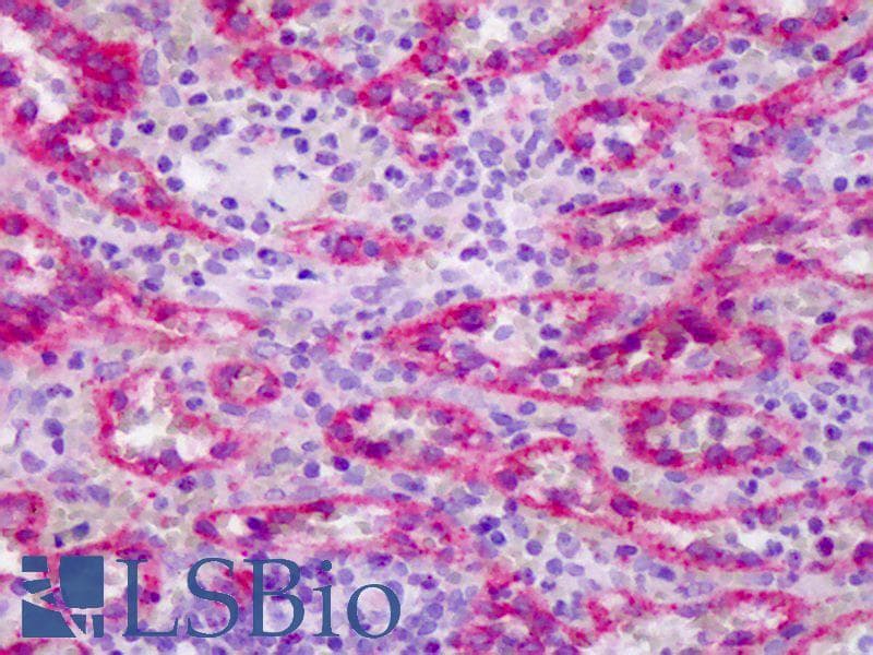 IHC-plus™ Polyclonal Rabbit anti-Human NOS3 / eNOS Antibody (aa1181-1194, IHC, WB)