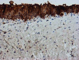 FXYD3 Antibody (clone OTI4E3, Carrier-free)