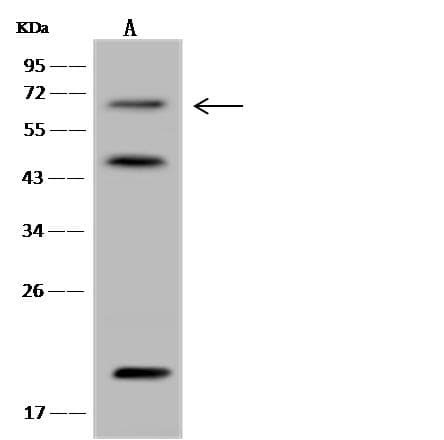 SYN3 / Synapsin III Antibody