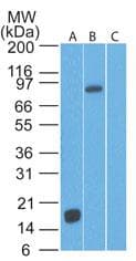 Monoclonal Mouse anti-Human TLR2 Antibody (clone 67N8F8, aa227-398, IHC, WB)
