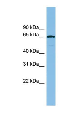 RAD18 Antibody (aa251-300)