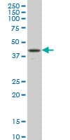 RBPJ Antibody (clone 4E12)