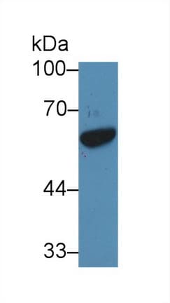 GATA1 Antibody (aa42-292)
