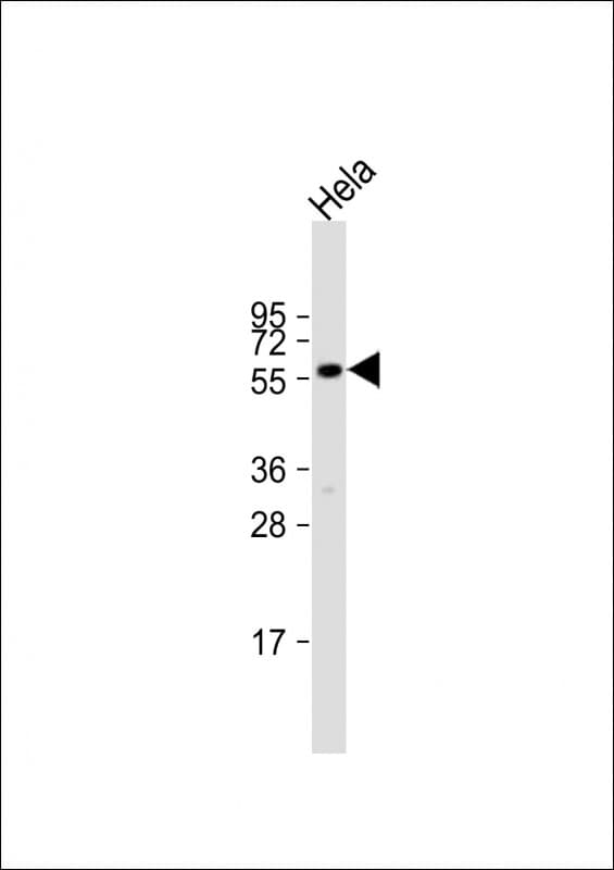 CYP2E1 Antibody (aa166-198)