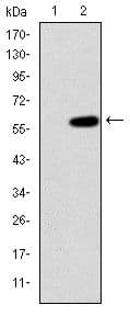 MAP3K2 / MEKK2 Antibody (clone 4B4)