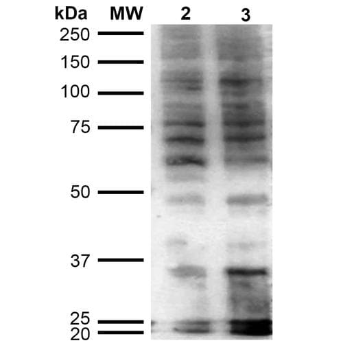 Hexanoyl-Lysine adduct Antibody (clone 5D9, APC)