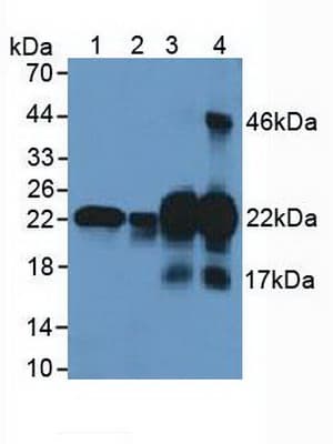CSRP1 Antibody (aa1-193)