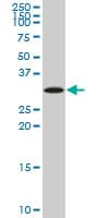SIX3 Antibody (clone 3D12)