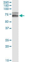 Monoclonal Mouse anti-Human HPX / Hemopexin Antibody (clone 3A9-1A9, WB)