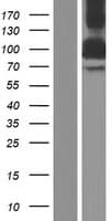 Human BICD2 Protein (Over-Expression Lysate Myc-DDK (Flag))
