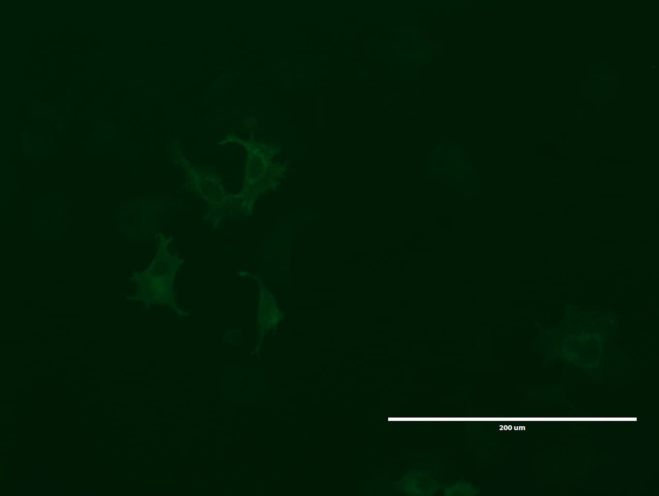 GPR49 / LGR5 Antibody (aa22-543, clone UMAB211, Carrier-free)