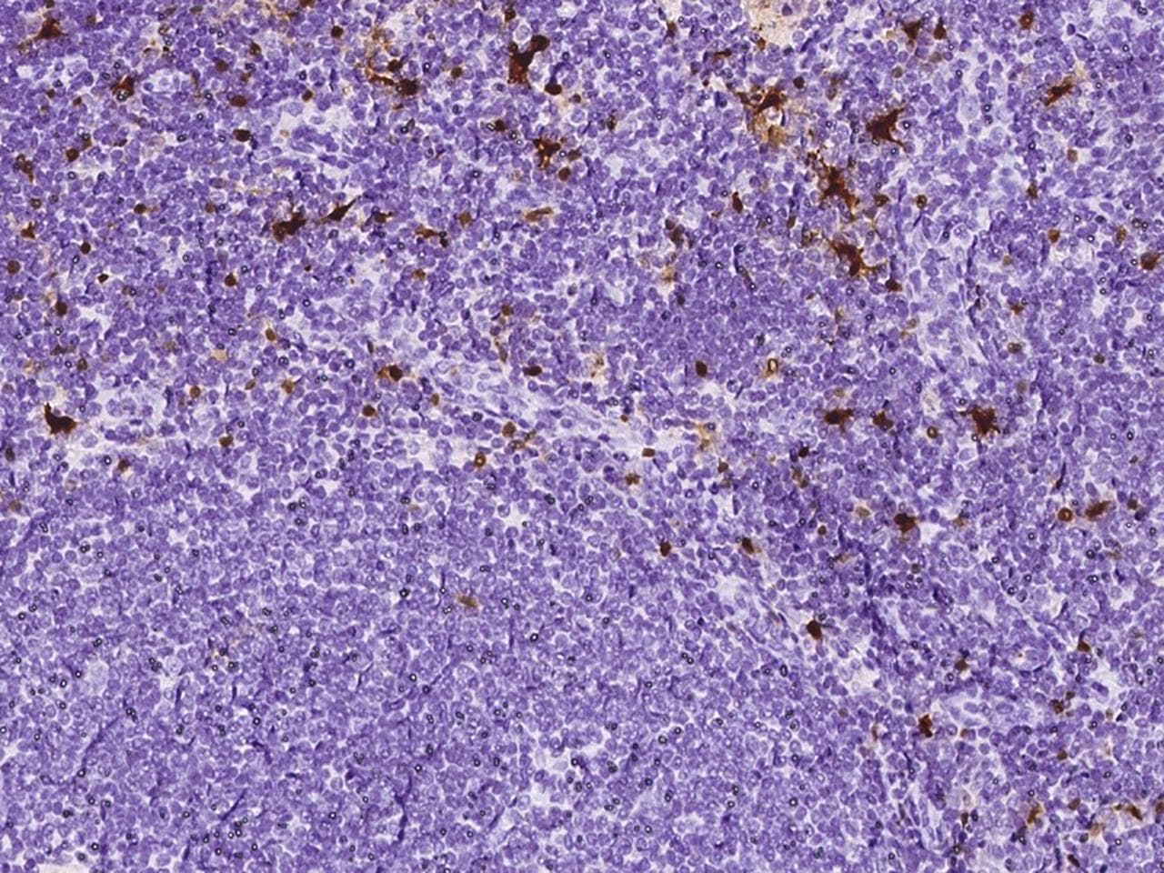 S100B / S100 Beta Antibody (clone 60, Preservative Free)