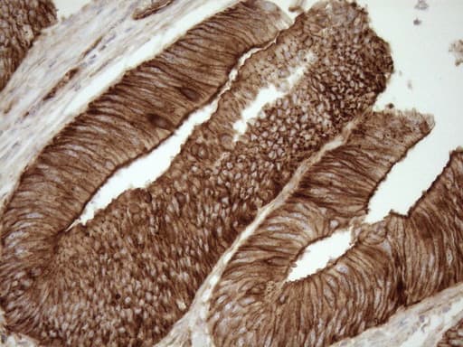 EPLIN Antibody (aa1-275, clone OTI7H8)