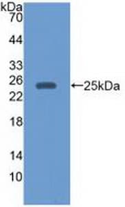 EBI3 / IL-27B Antibody (aa21-229, PE)
