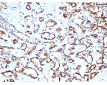 CD34 Antibody (clone SPM610)