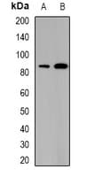 SATB1 Antibody