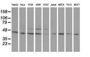 Monoclonal Mouse anti-Human ODC1 / Ornithine Decarboxylase Antibody (clone OTI1G6, IF, WB)