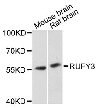 RUFY3 / RIPX Antibody