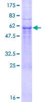 Human AMOG / ATP1B2 Protein (Recombinant GST)
