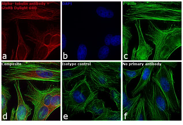 Goat Anti-Rabbit IgG Secondary Antibody (DY680)
