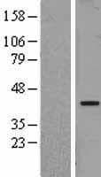 NFYA Protein (Over-Expression Lysate Myc-DDK (Flag))
