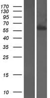STXBP4 Protein (Over-Expression Lysate Myc-DDK (Flag))