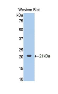 PCOLCE2 Antibody (aa297-415)