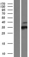 CDK3 Protein (Over-Expression Lysate Myc-DDK (Flag))