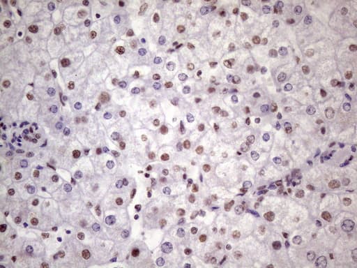 NUDT21 Antibody (aa2-227, clone OTI13H1)