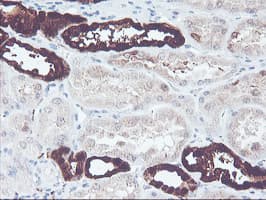 UCHL1 / PGP9.5 Antibody (clone OTI2B5, Carrier-free)