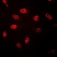 Polyclonal Rabbit anti-Human Histone H3 Antibody (N-Terminus, IHC, IF, WB)