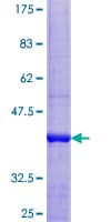 Human C1orf31 Protein (Recombinant GST)