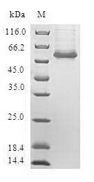 Human CREB3L2 / BBF2H7 Protein (Recombinant GST, N-terminus)