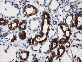 ALDH1L1 Antibody (clone 1H6, Carrier-free)