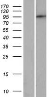 PDE8B Protein (Over-Expression Lysate Myc-DDK (Flag))