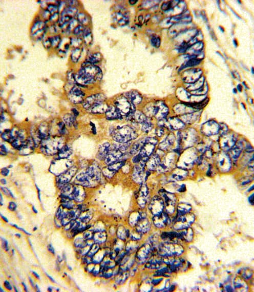 EPN3 Antibody (aa126-153)