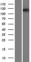 PPP1R13B Protein (Over-Expression Lysate Myc-DDK (Flag))