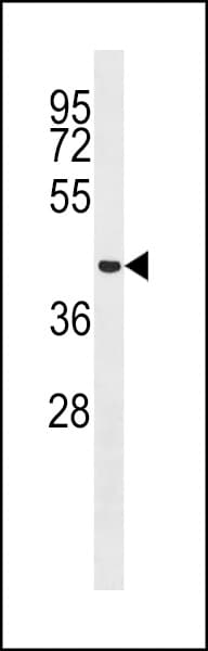 MCRS1 / MSP58 Antibody (aa35-63)