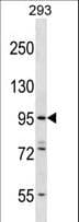 ESPNL Antibody (aa903-932)