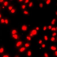HIST3H3 Antibody