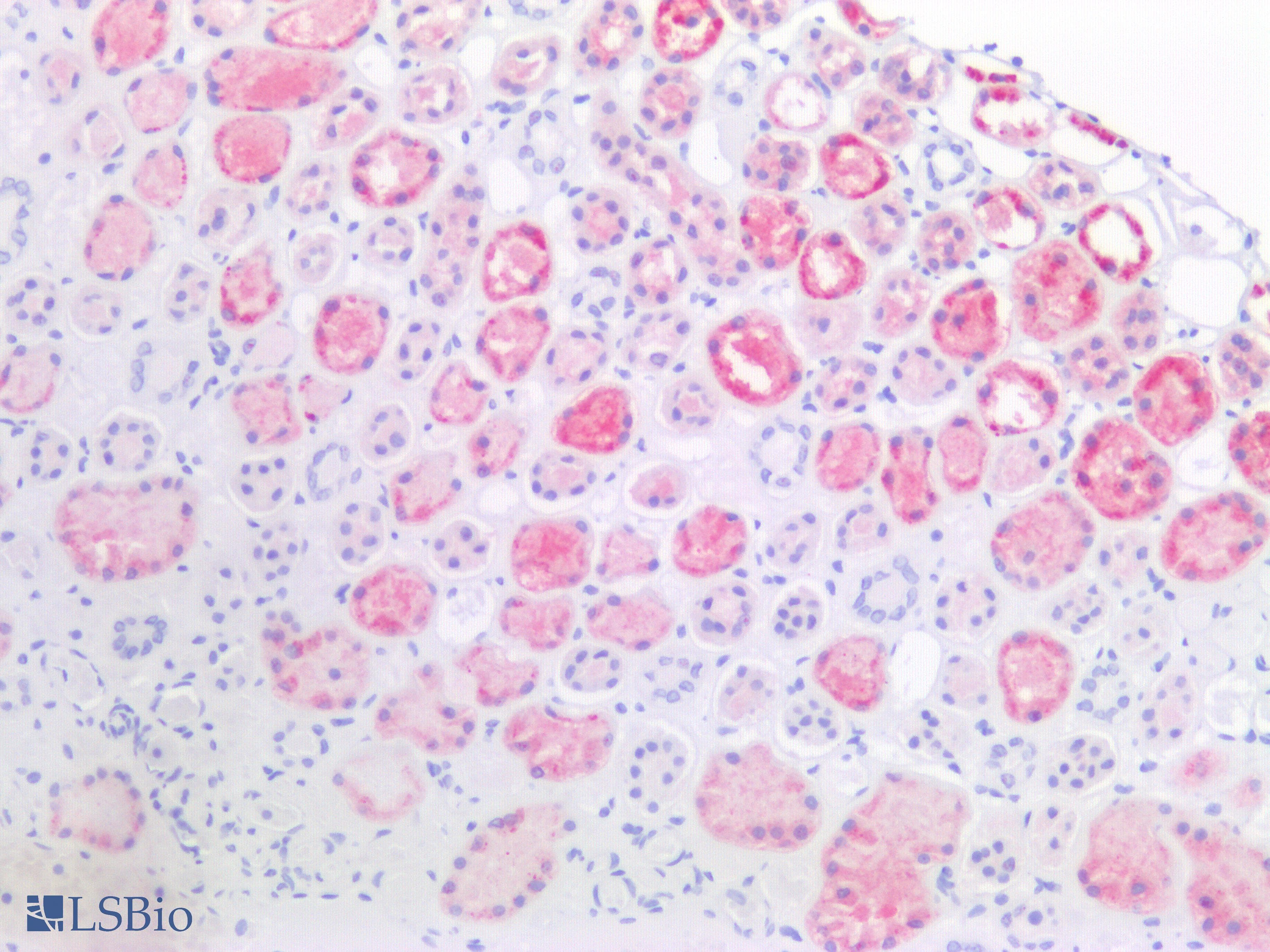 PathPlus™ NAPSA / NAPA / Napsin A Antibody