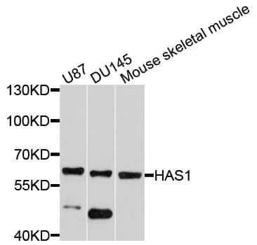 HAS1 / HAS Antibody