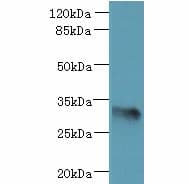 ARMCX6 Antibody