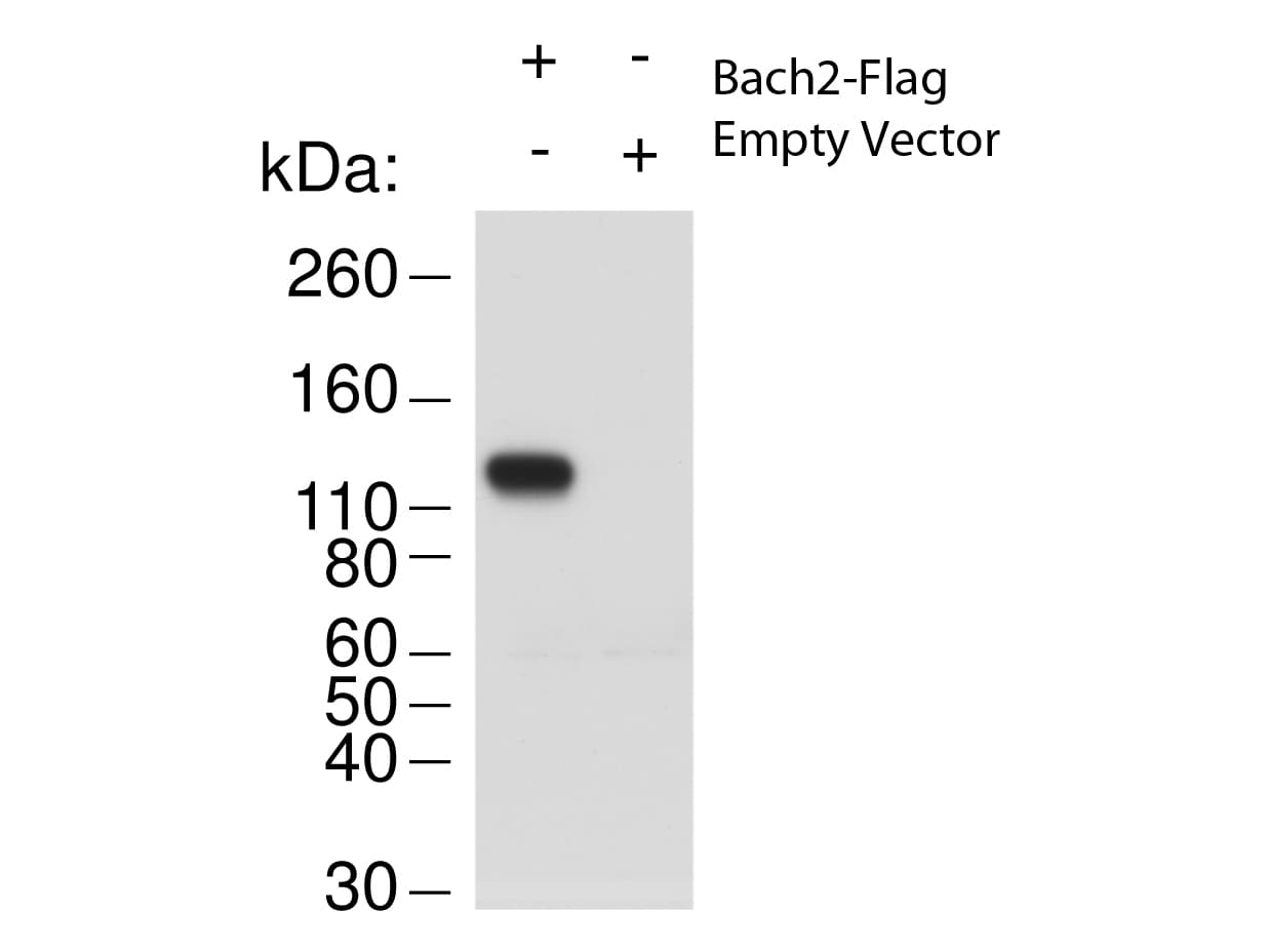 Polyclonal Rabbit anti-Mouse BACH2 Antibody (N-Terminus, WB)