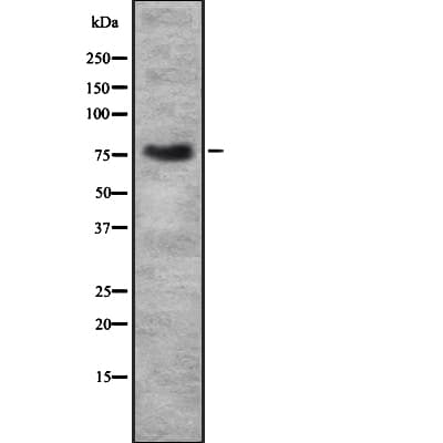 Polyclonal Rabbit anti-Human HLF Antibody (IF, WB)