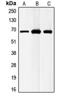 GABRB1 Antibody (C-Terminus)