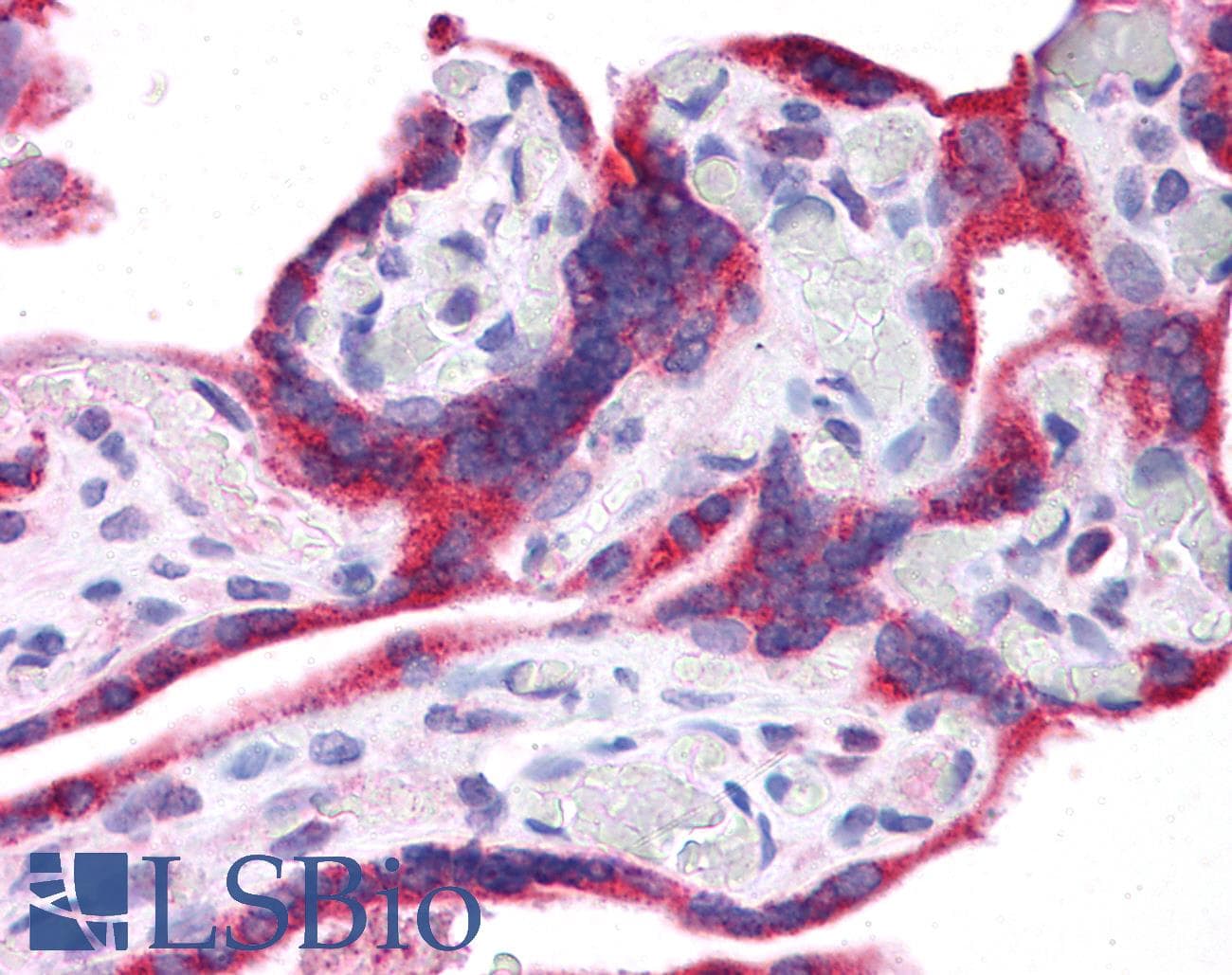Polyclonal Rabbit anti-Human Leptin Antibody (N-Terminus, IHC, WB)